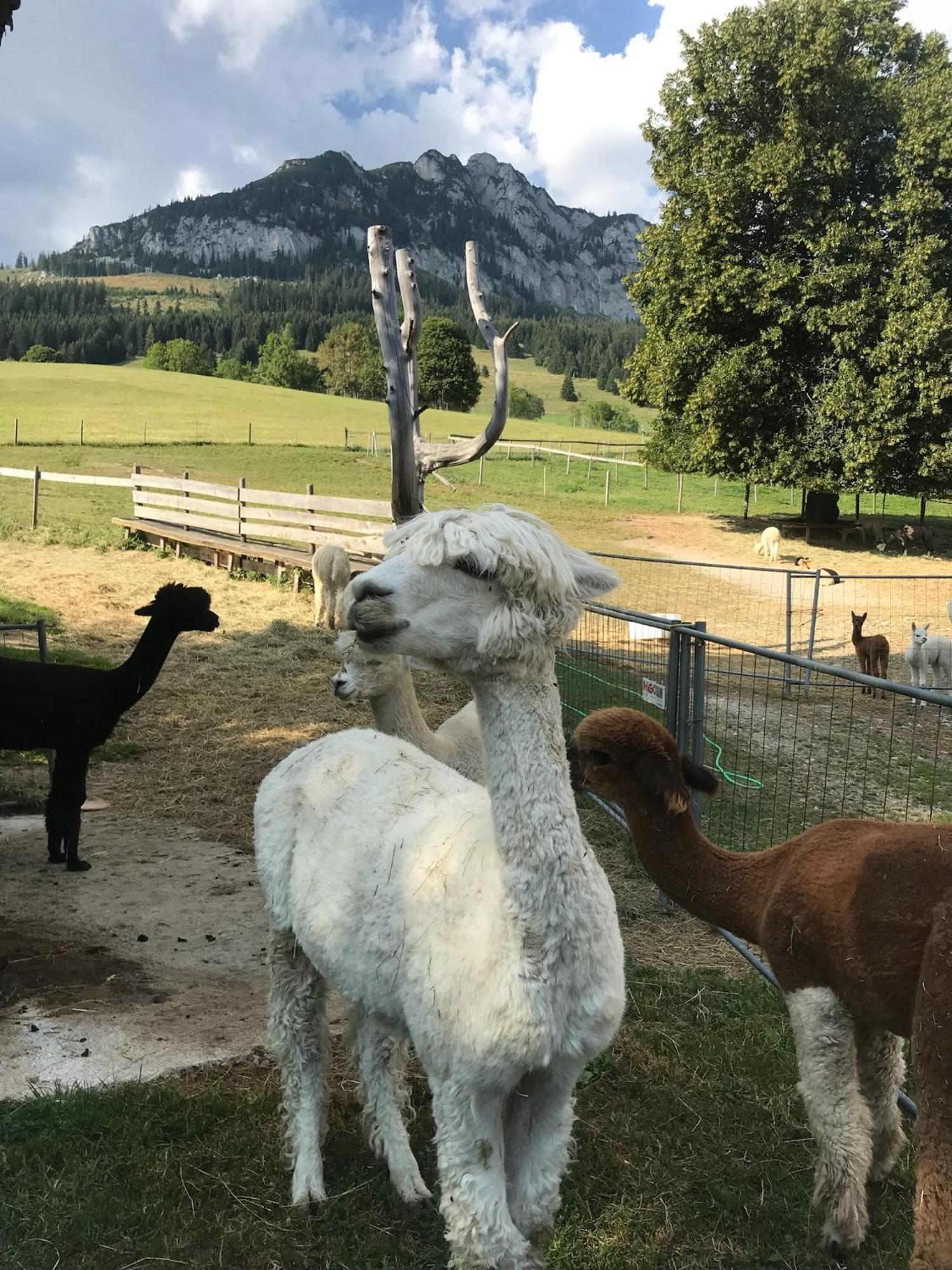 Villa Haus Grimmingblick Zlem Esterno foto